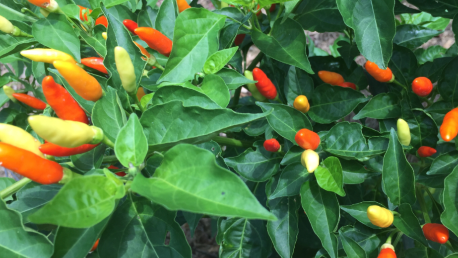 Homemade tabasco sauce